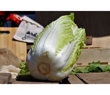 Kapusta pekińska (szt.)