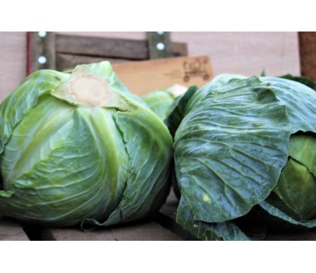 Kapusta młoda (szt.)