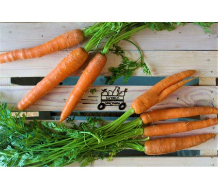 Marchew młoda z natką (pęczek)
