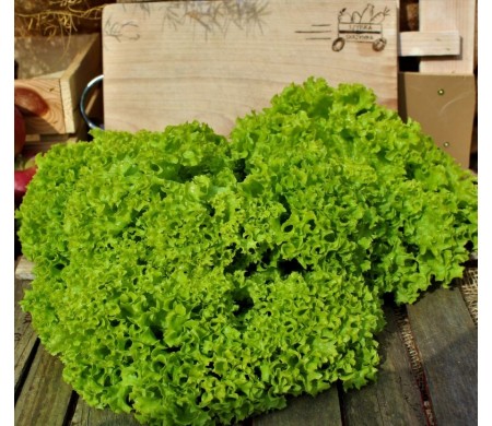 Sałata ozdobna (szt.)